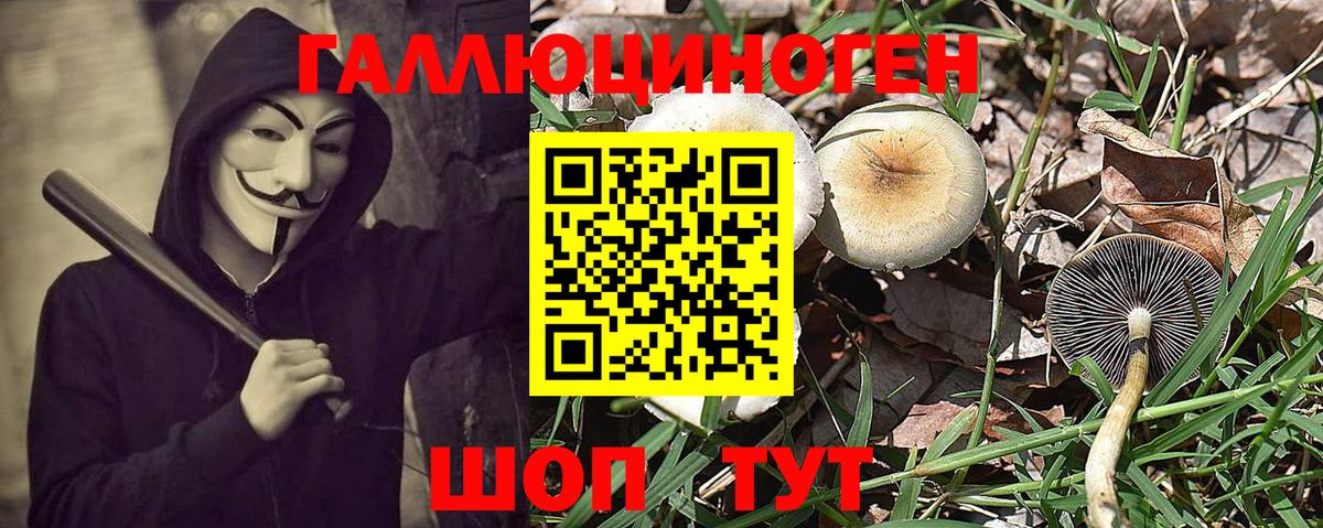 Галлюциногенные грибы Psilocybe Гатчина