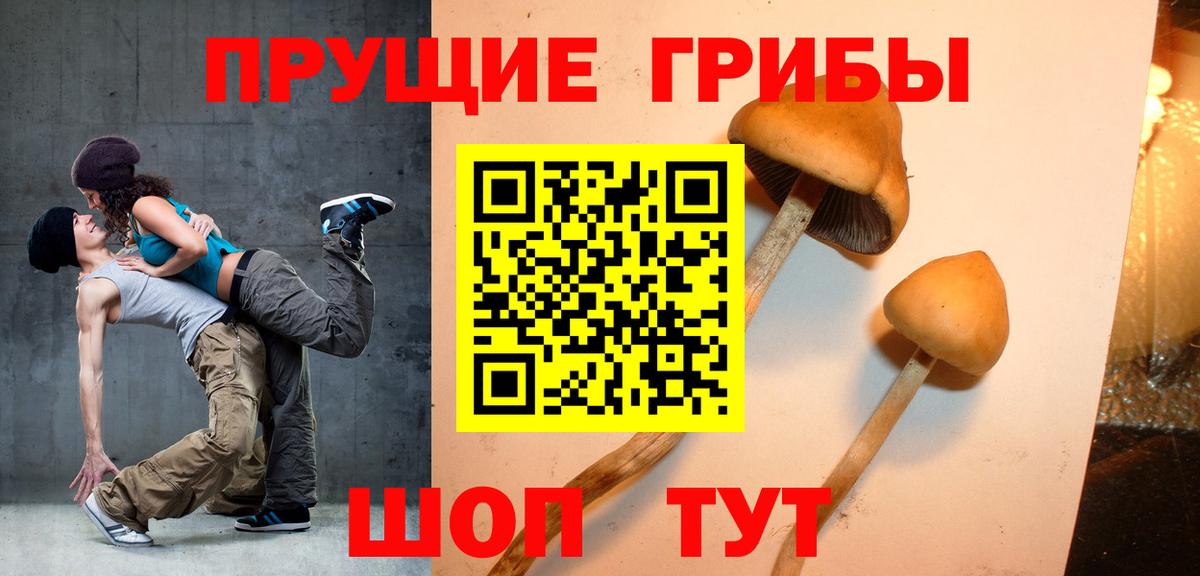 Псилоцибиновые грибы Cubensis  Вход с VPN  Гатчина 